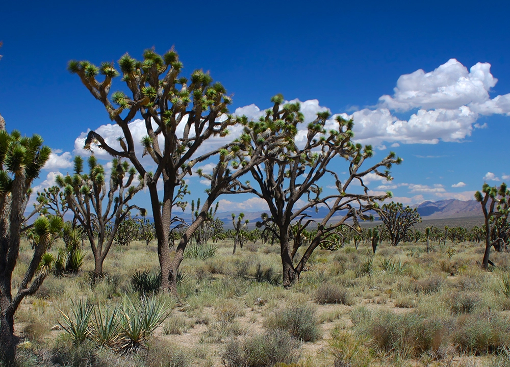 Mojave National Park in Arizona