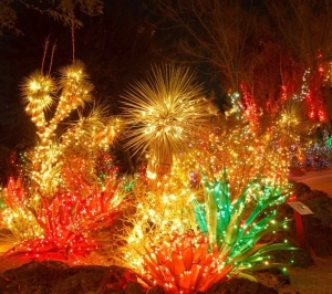 holiday lights on trees